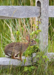Eastern Cottontail on fence at Assateague Island by Osprey Photo Workshops