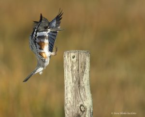 Belted Kingfisher