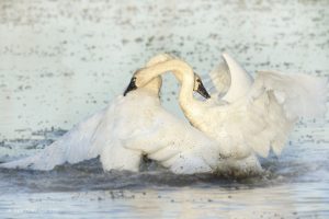 Tundra Swan Fight