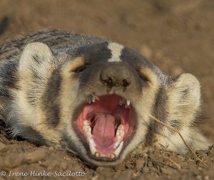 Badger near prairie dog colony.