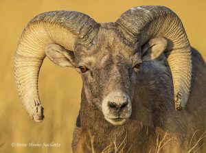 Bighorn Sheep facing forward.