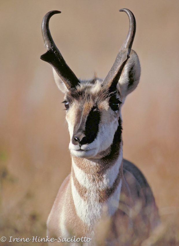 Pronghorn Antelope