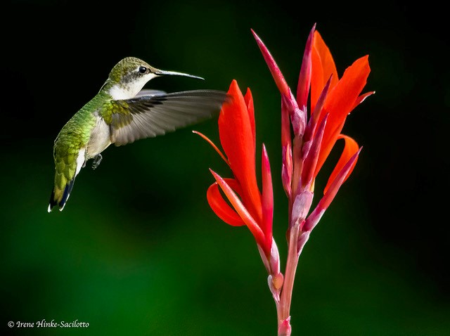 urban-wildlife-2