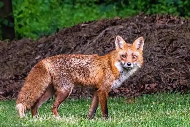 urban-wildlife