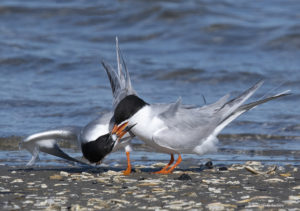 Foster Terns fighting at Chincoteague National Wildlife Refuge VA by Osprey Photo Workshops