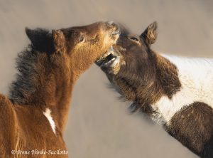 Wild horses on Assateague Island interacting.