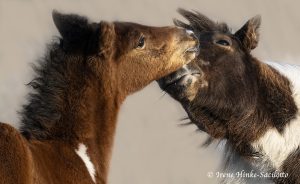 Wild Horse siblings nose to nose.