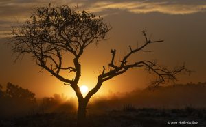 Twisted tree at sunrise