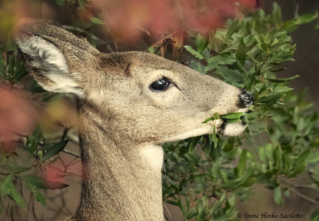 White-tailed Deer eating leaves.