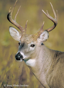 White-Tailed Deer buck with antlers