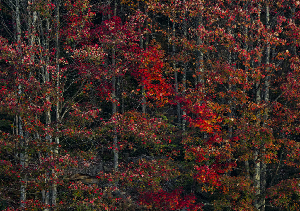 FallLeavesWEB