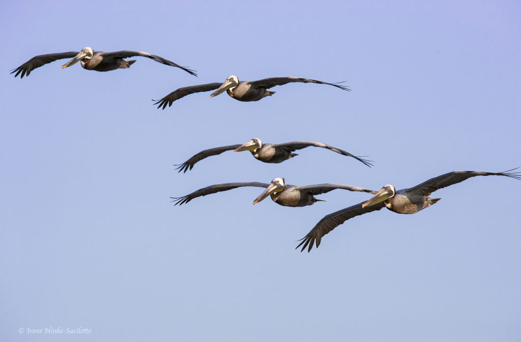 Brown pelican in formation