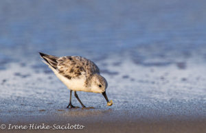 Sanderling eating mole crab