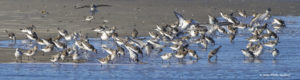 Spring shorebird migration along the Mid-Atlantic Coast.
