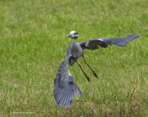 Yellow-Crowned Night Heron take off at Tangier Island by Osprey Photo Workshops