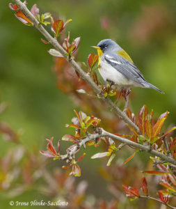 Northern Parula Warbler resting on a branch near the office of the inn where I was staying.