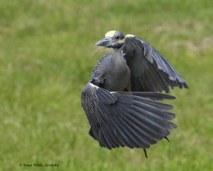 Yellow-Crowned Night Heron at Tangier Island by Osprey Photo Workshops