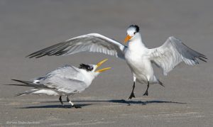 Young Royal Tern begging for food.