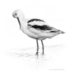 Avocet preening.