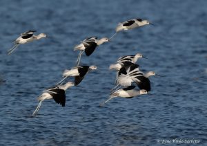 American Avocets at Pea Island NC by Osprey Photo Workshops