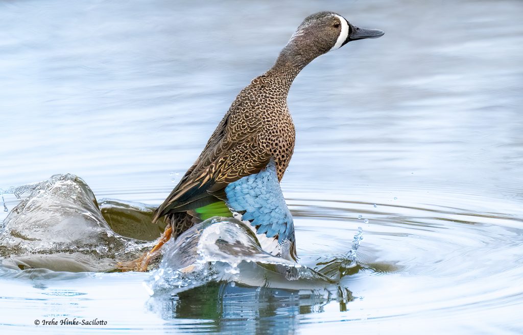 Blue-winged Teal taking off.