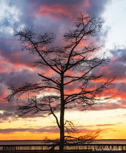 Cypress tree at sunset.