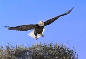 Bald Eagle lifting off from sand dune.