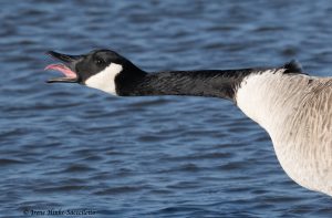 Canada goose reaching out.