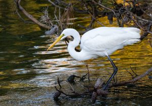 Great Egret fishing from log.