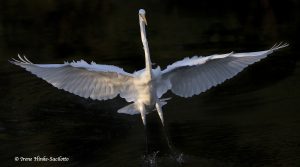 Sanderlings feeding in surf at sunrise.