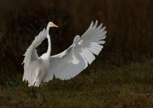 Great Egret landing.