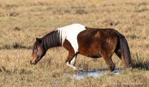 Wild Horse walking thru water.