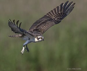 Osprey taking off