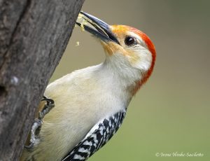 Red-bellied Woodpecker