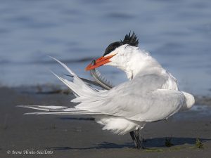 Royal Tern preening at Chincoteague National Wildlife Refuge VA by Osprey Photo Workshops