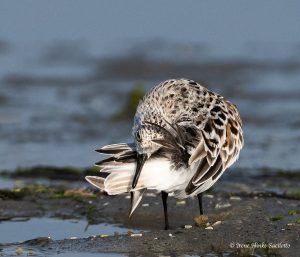 Sanderling twisted preening.