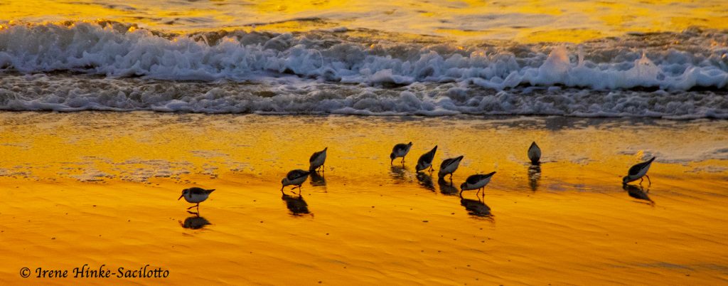 Sanderlings feeding in surf at sunrise.