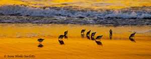 Sanderlings feeding in surf at sunrise.