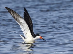 Black Skimmer preparing to fly.