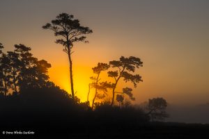 Fog at sunrise Black Duck Marsh