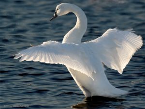 Tundra Swan flapping backlit.