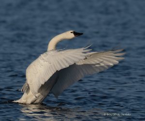 Tundra Swans nipping each other.