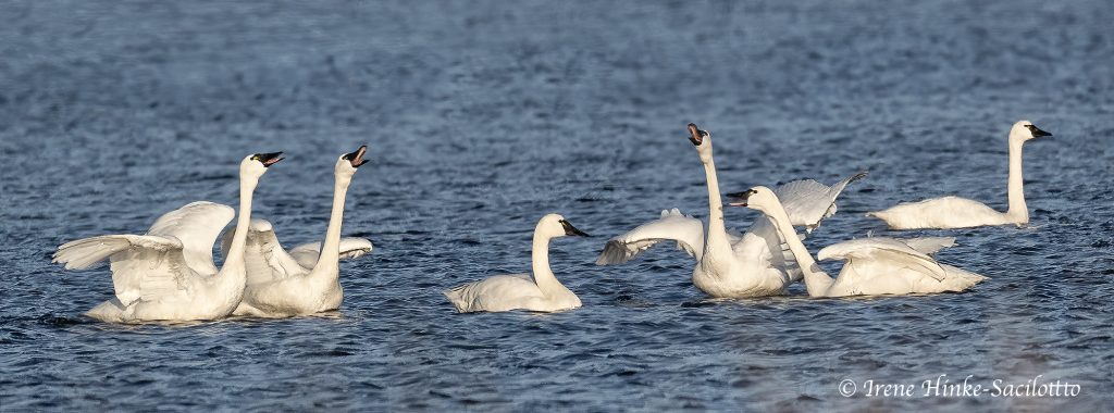 Group of swans interacting.