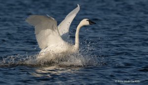 Tundra Swan just landed with water splashing.