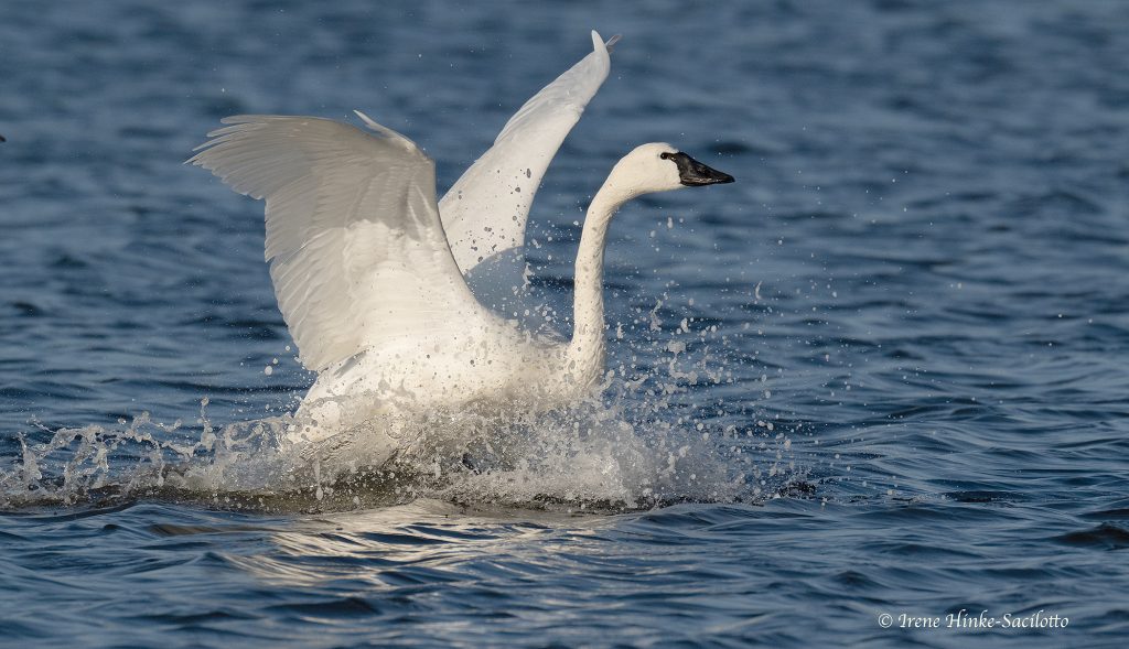 Tundra Swan splash landing