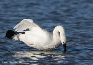 Tundra Swans nipping
