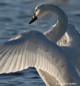 Tundra Swan with wings up after preening.