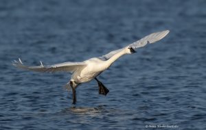 Tundra Swan landing.