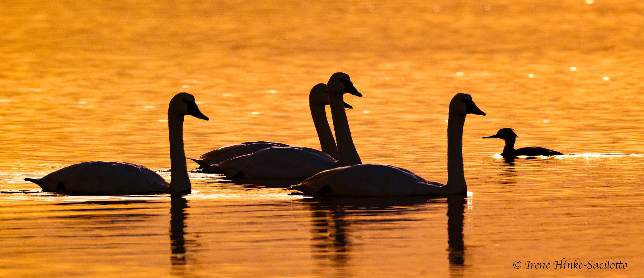 Swans at sunset with merganser