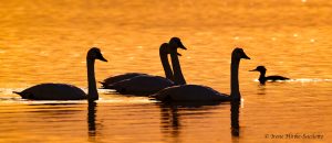 Swans swimming with merganser at sunset.